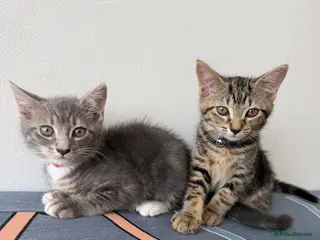 Mixed Breed cats Two Beautiful Female Tabby Kittens — Ready Now! - Advert 1