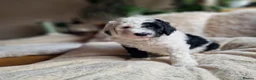 Sheepadoodle dogs for sale: Ultimate Pedigree F1 Sheepadoodles  - Advert 23