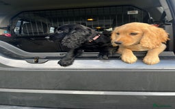 Cocker Spaniel dogs for sale: Gorgeous KC Working Cocker Spaniel Puppy Available - Image 5