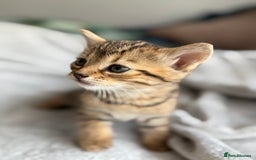 Mixed Breed cats for sale: Adorable Kittens Looking for Their Forever Homes ✨ - Image 3