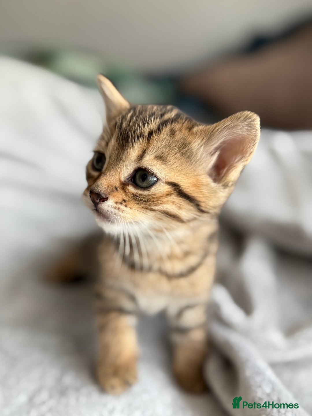 Mixed Breed cats for sale: Adorable Kittens Looking for Their Forever Homes ✨ - Image 3