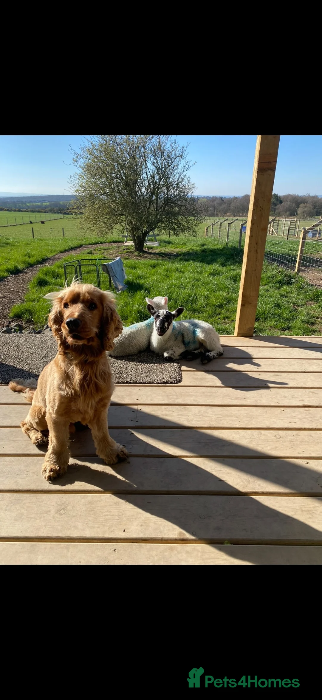 Cocker Spaniel dogs for sale: Two amazing cockers for new home  in Falmouth - Advert 2