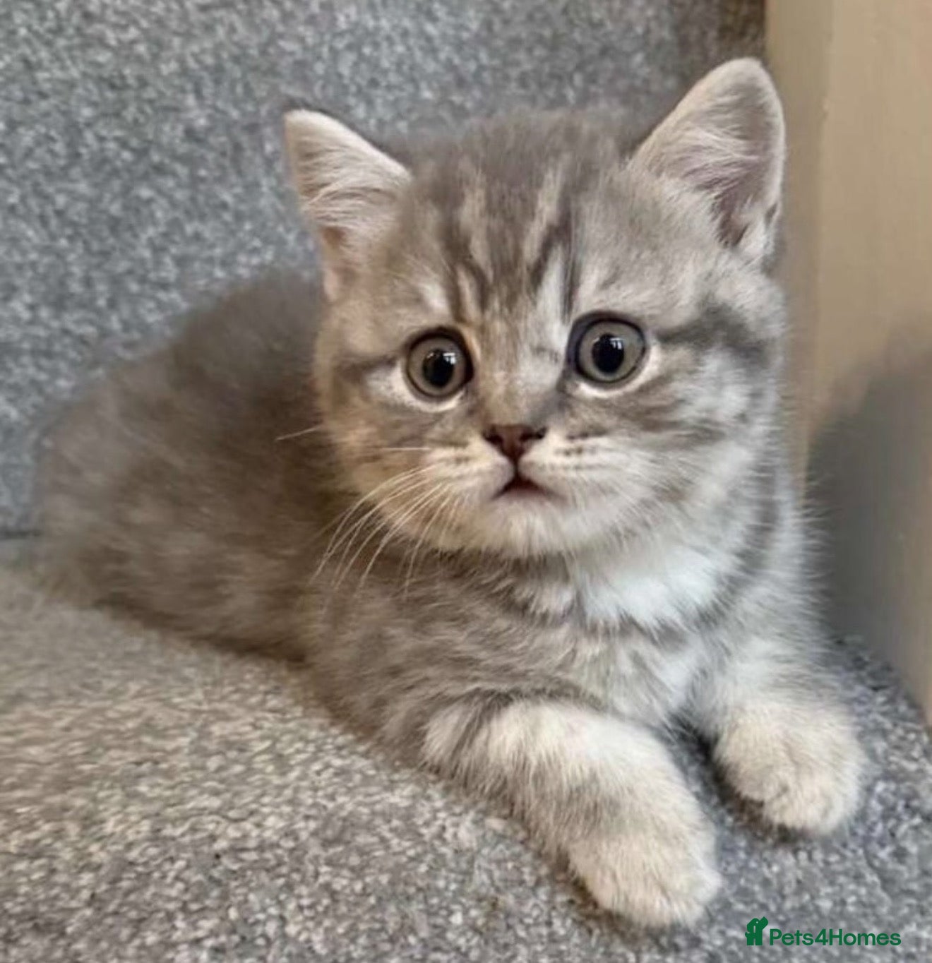 British Shorthair cats for sale: Fluffy BSH kittens (‼️‼️PRICE NEGOTIABLE‼️‼️) - Advert 16