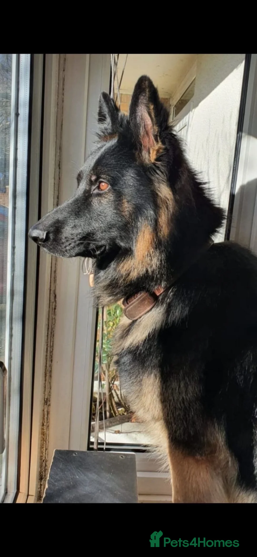 German Shepherd dogs for stud: Family German Shepherd Stud London - Advert 11