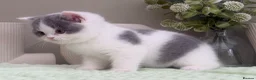 British Shorthair cats for sale: Beautiful British Kittens - Advert 15