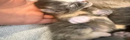 Maine Coon cats for sale:     Stunning Maine Coon x Ragdoll Kittens  - Advert 17