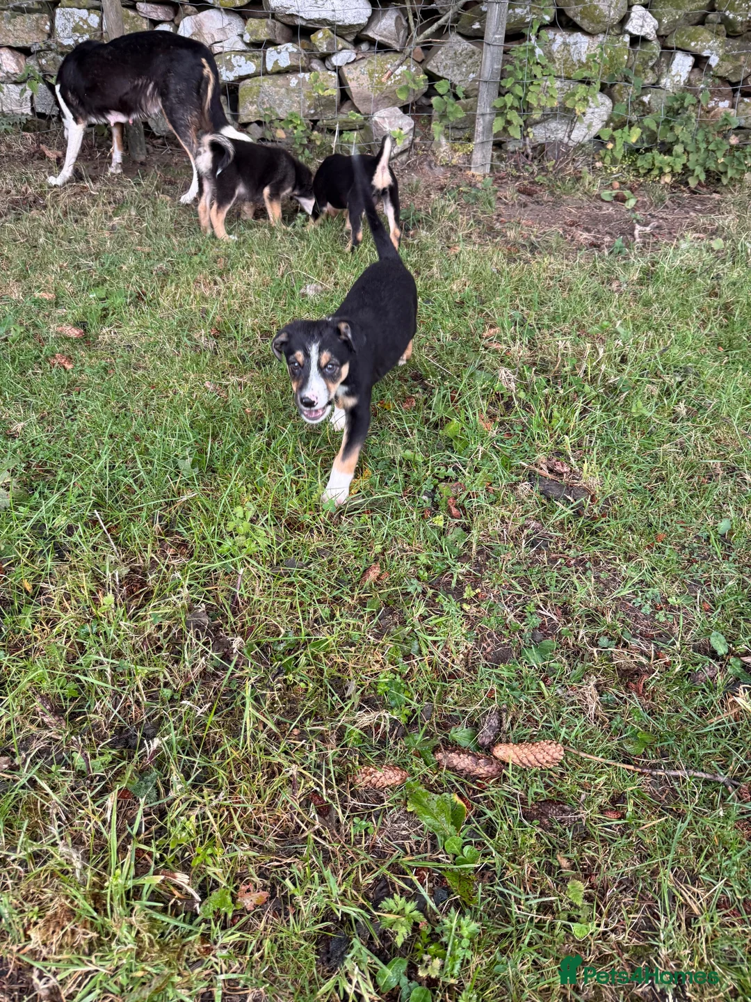 Mixed Breed dogs for sale: Collie x puppies - Advert 2