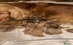 Cocker Spaniel dogs for sale: Beautiful KC Show Cocker Spaniels💙🩷 - Image 4