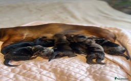 Dachshund dogs for sale: Miniature Dachshunds - Image 2