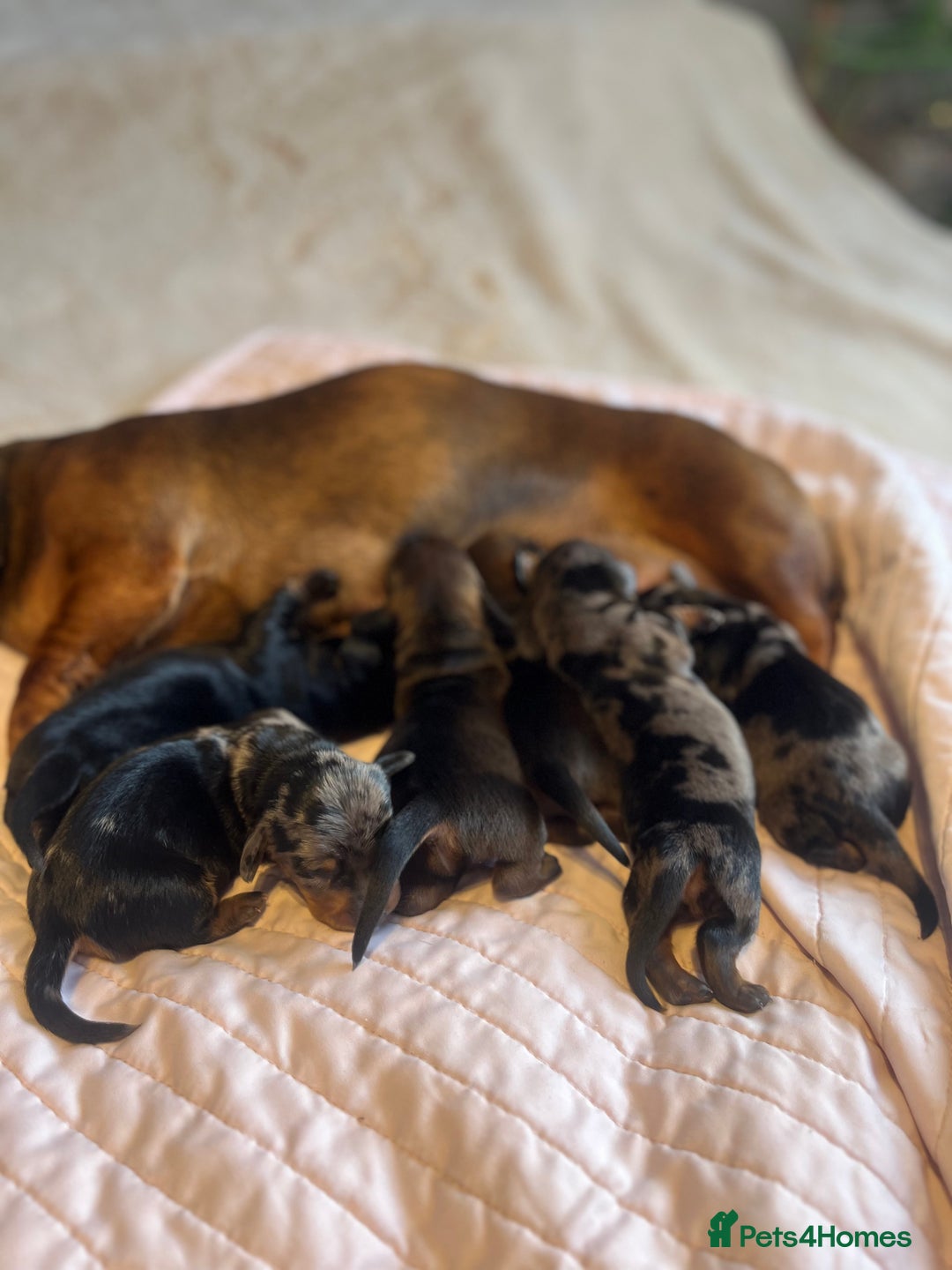 Dachshund dogs for sale: Miniature Dachshunds - Image 2