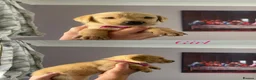 Labrador Retriever dogs for sale: Labrador puppies - Advert 3
