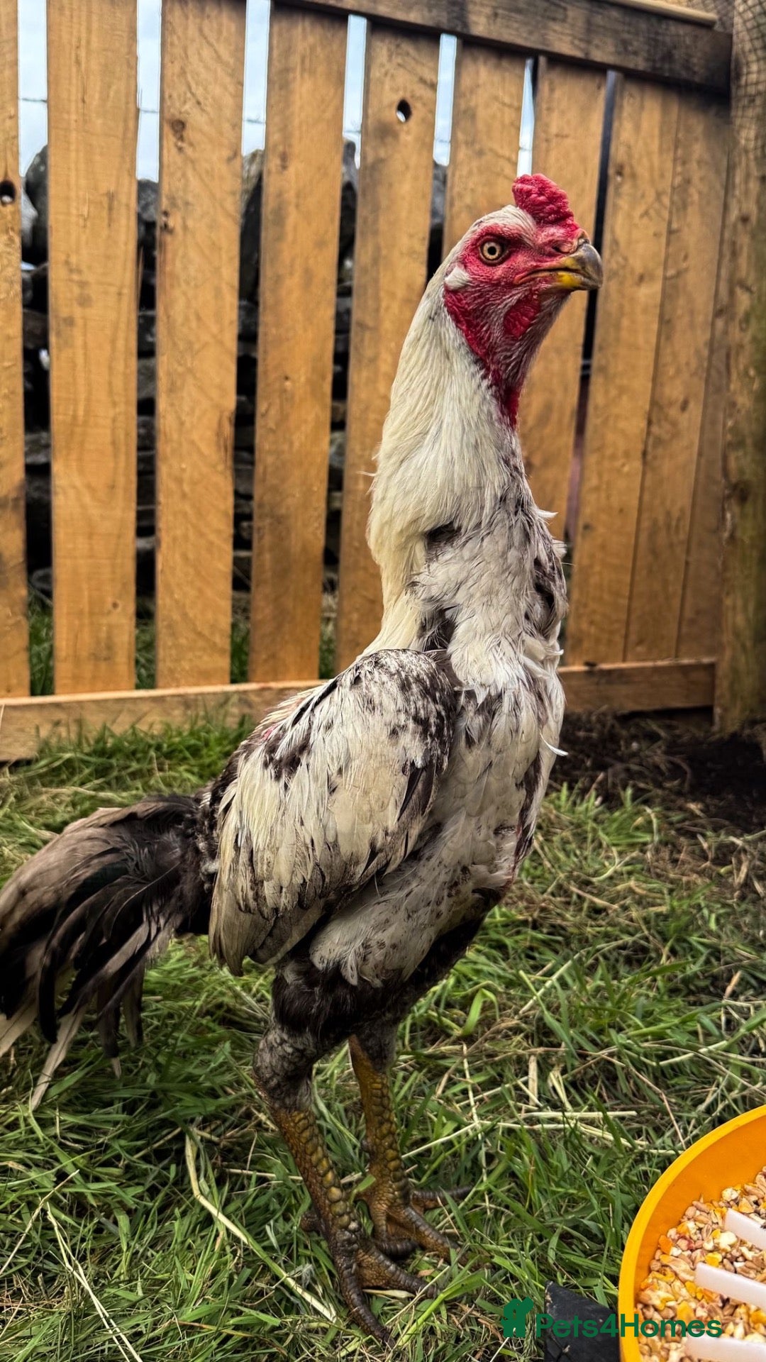 Chickens poultry Aseel x shamo  - Advert 5