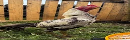 Chickens poultry for sale: Aseel x shamo  - Advert 1