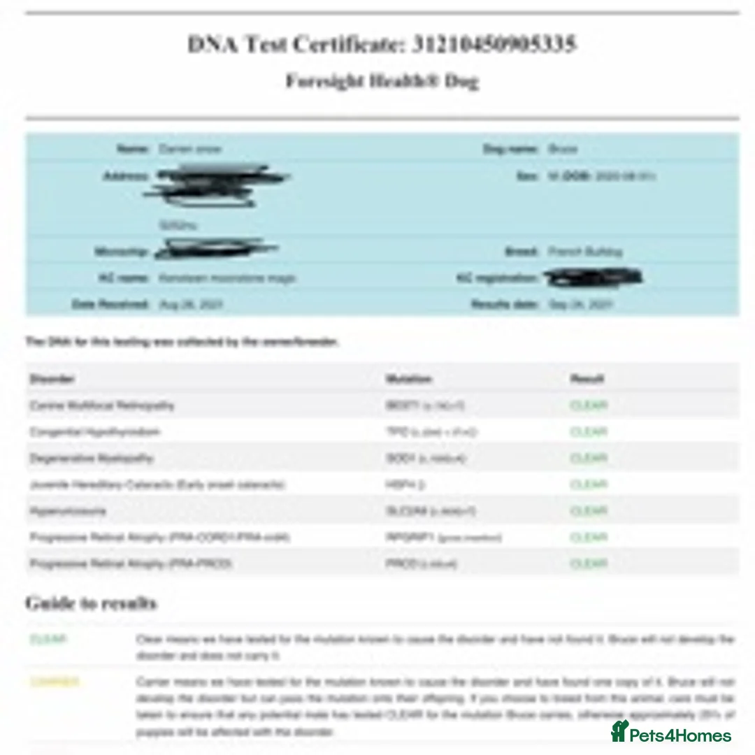 French Bulldog dogs for stud: Bruce blue and tan french bulldog in Sheffield - Advert 7