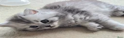 British Longhair cats for sale: Most Beautiful British Longhair Kittens - Advert 4