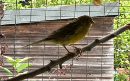 Canaries birds for sale: Canaries  - Image 5