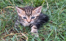 Mixed Breed cats for sale: Half Bengal kittens  - Image 11