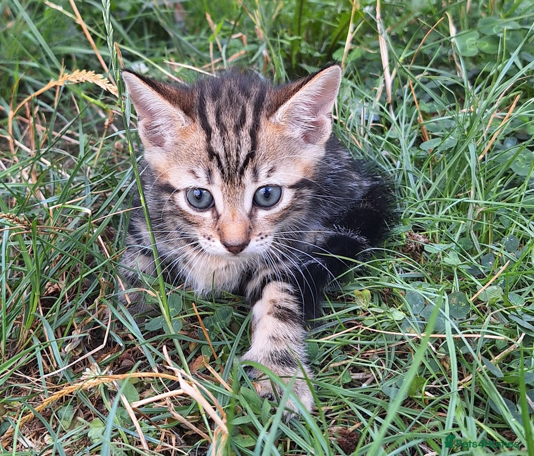 Mixed Breed cats for sale: Half Bengal kittens  - Image 11