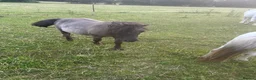Shetland pony horses for sale: Stunning grulla filly - Advert 4