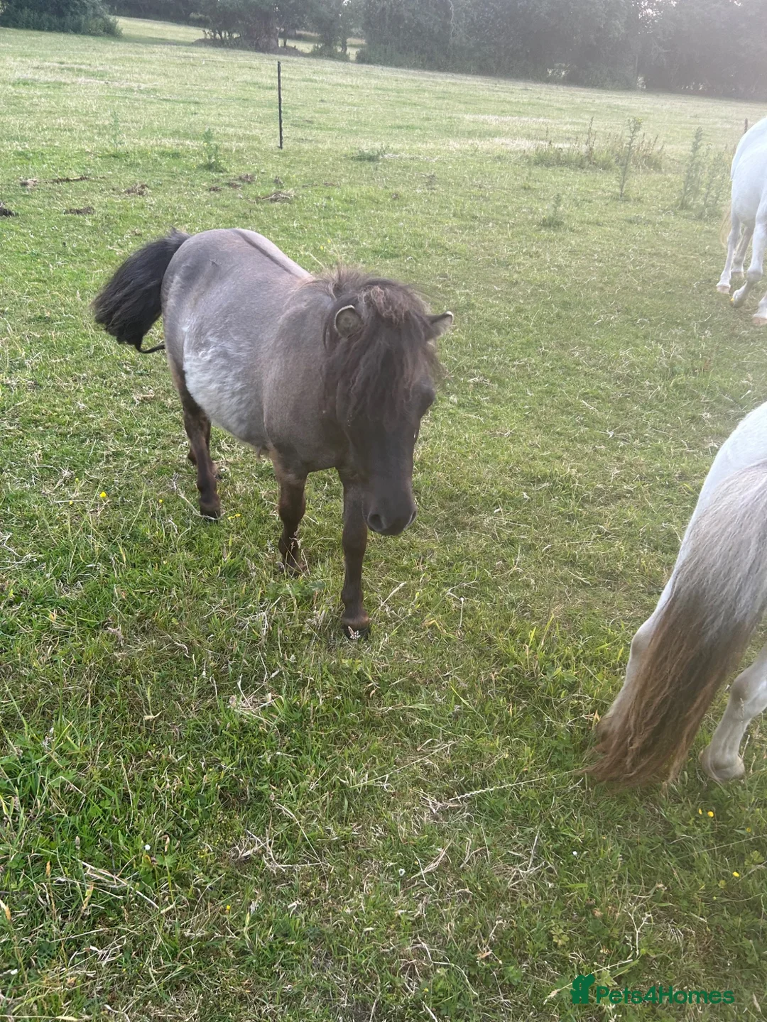 Shetland pony horses for sale: Stunning grulla filly - Advert 4