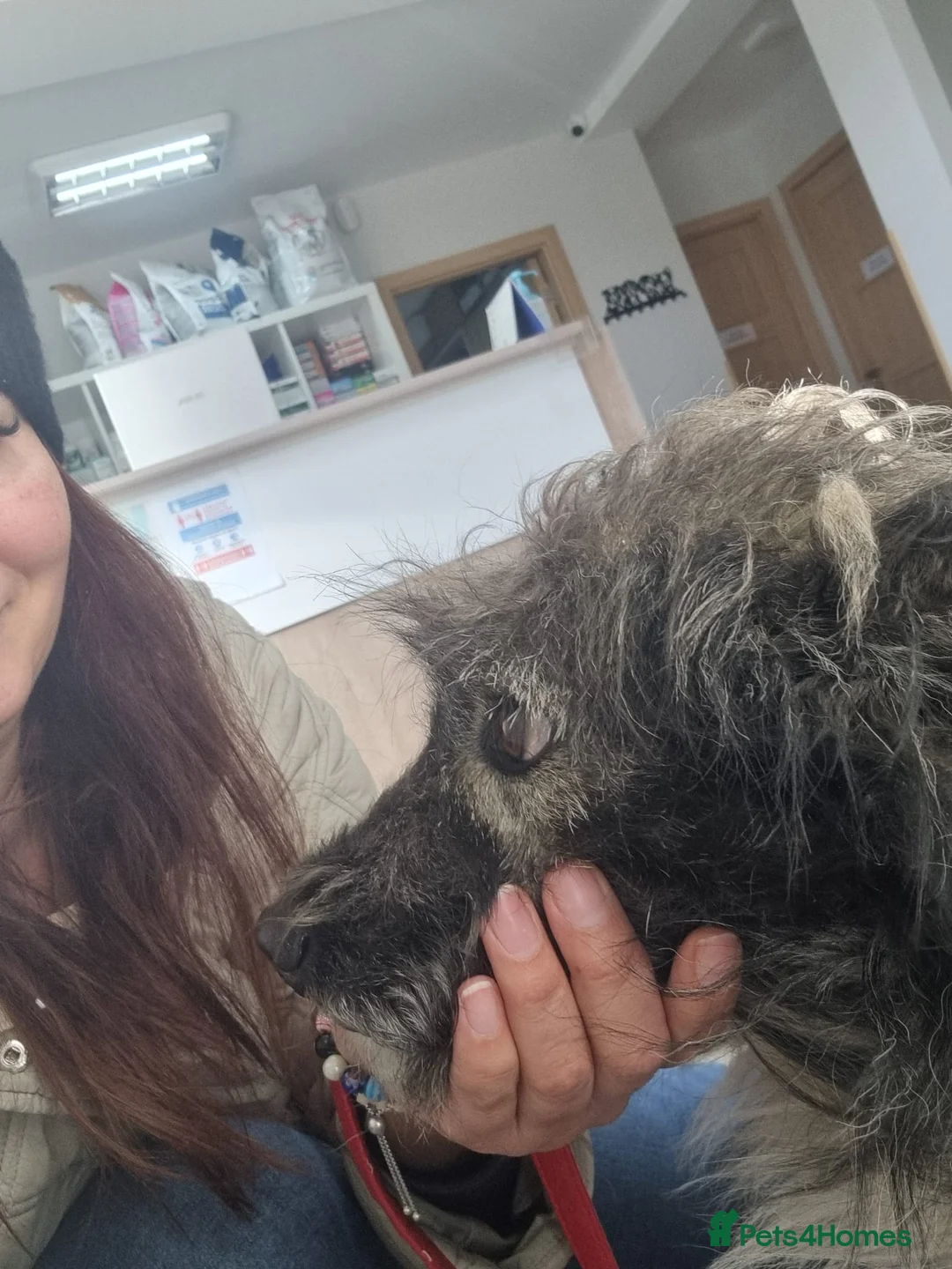 Mixed Breed dogs for sale: STORMY – s Superb young boy for a Loving Home - Advert 14