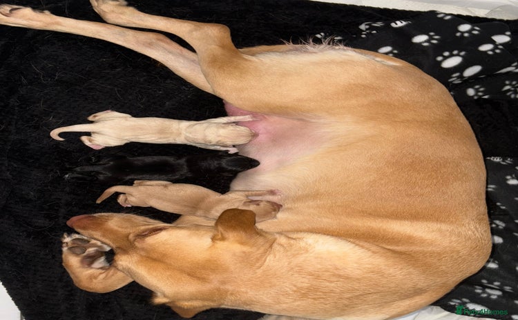 Labrador Retriever dogs - Advert 1