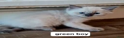 Ragdoll cats for sale: Pure ragdoll kitten  in Leicester - Advert 10