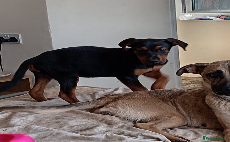 Mixed Breed dogs - Advert 3