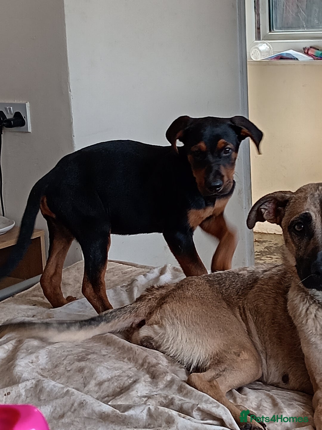 Mixed Breed dogs for sale: 2 rottweiler X German shepherd X staffie 12 weeks - Image 1