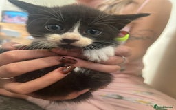 Mixed Breed cats for sale: Beautiful loving kittens - Image 1