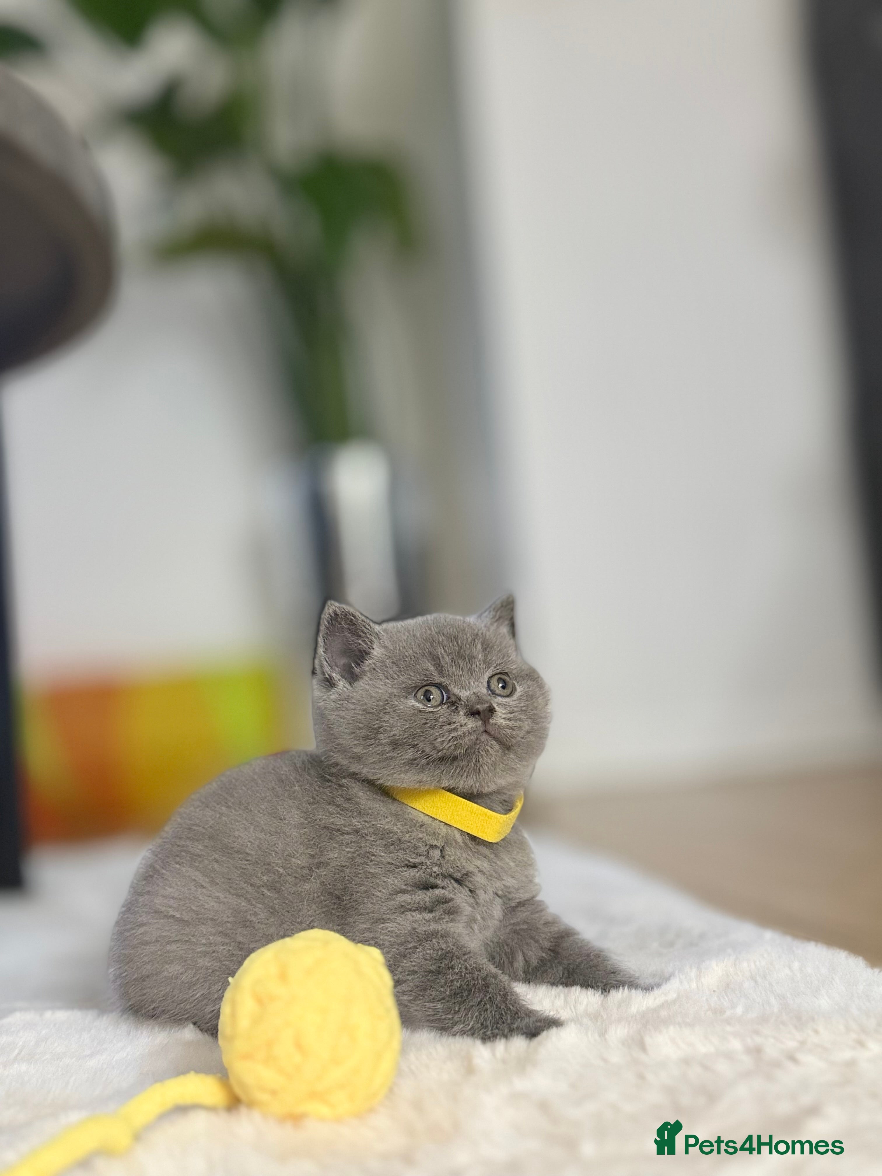 Scottish Fold cats Scottish straight  - Advert 6