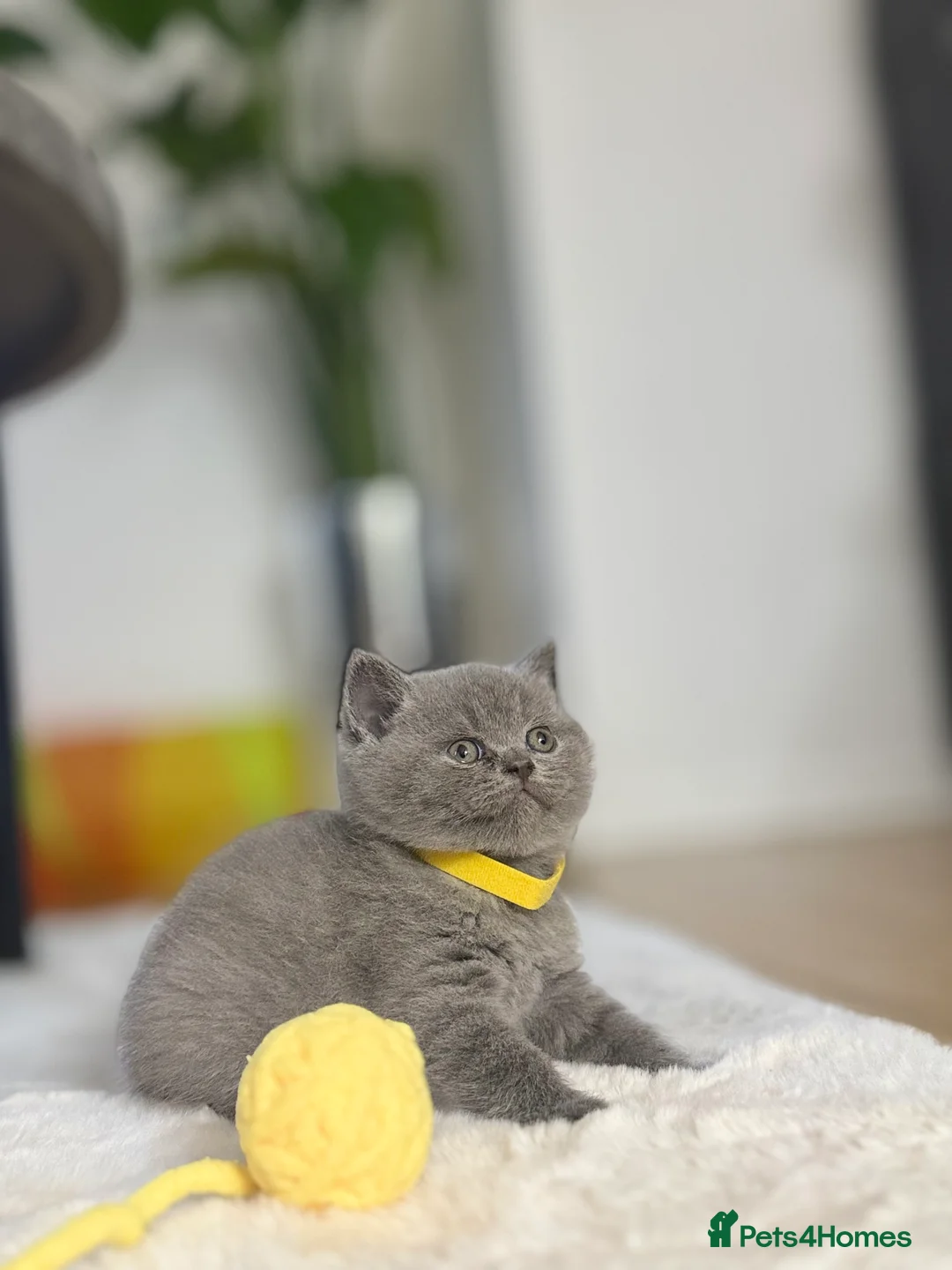 Scottish Fold cats for sale: Scottish straight  - Advert 1