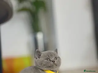 Scottish Fold cats Scottish straight - Advert 6