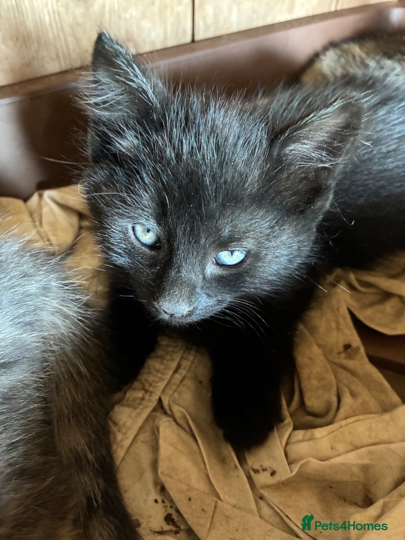 Mixed Breed cats for sale: Beautiful kittens in Wincanton - Advert 3