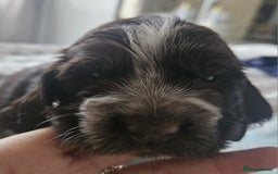 Cocker Spaniel dogs for sale: Show cocker spaniel  - Image 15