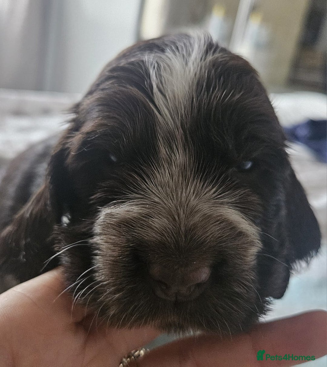 Cocker Spaniel dogs for sale: Show cocker spaniel  - Image 15