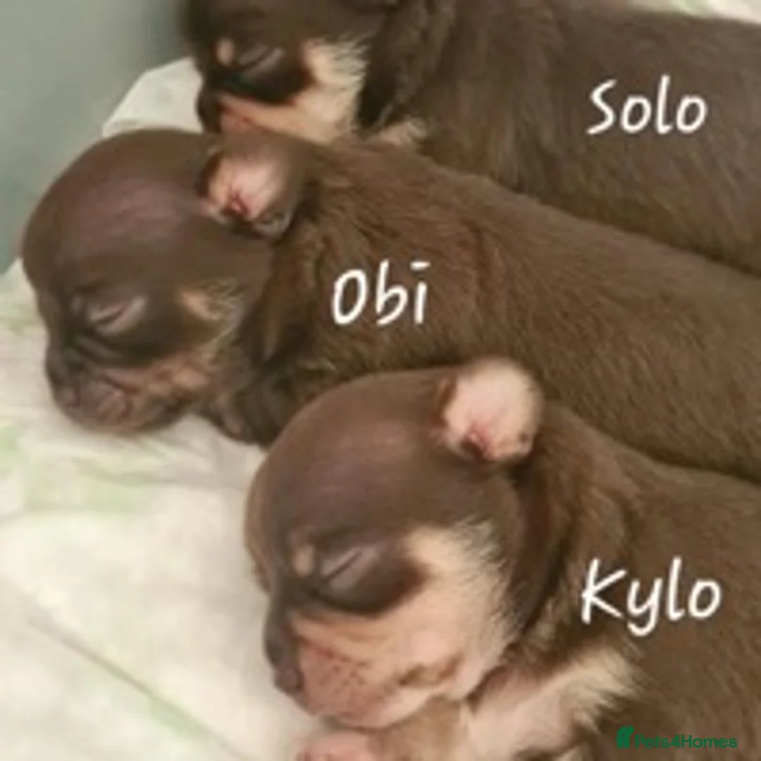 Chihuahua dogs for stud: Proven stud many times in King's Lynn - Advert 6