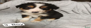 Border Collie 3