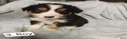 Border Collie dogs for sale: Outstanding Tri-Colour Border Collie Puppies - Advert 8