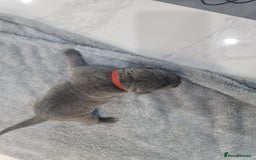 Cane Corso dogs for sale: Cane Corso Puppies in Wolverhampton - Image 6