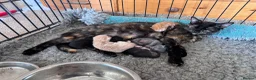 Mixed Breed cats for sale: Kittens - Advert 8