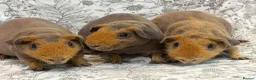Guinea Pig rodents for sale: Skinny pig, werewolf and Baldwin youngsters/babies - Advert 4