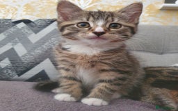 Mixed Breed cats for sale: The three musketeers are looking for new homes - Image 28