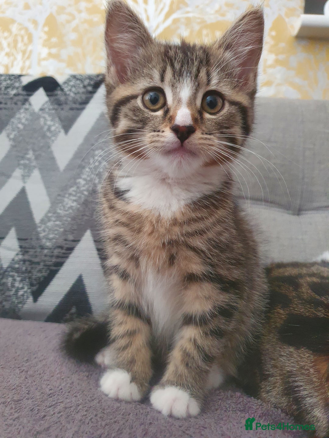 Mixed Breed cats for sale: The three musketeers are looking for new homes - Image 28