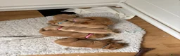 Labrador Retriever dogs for sale: Beautiful Labrador retriever puppies for sale - Advert 10