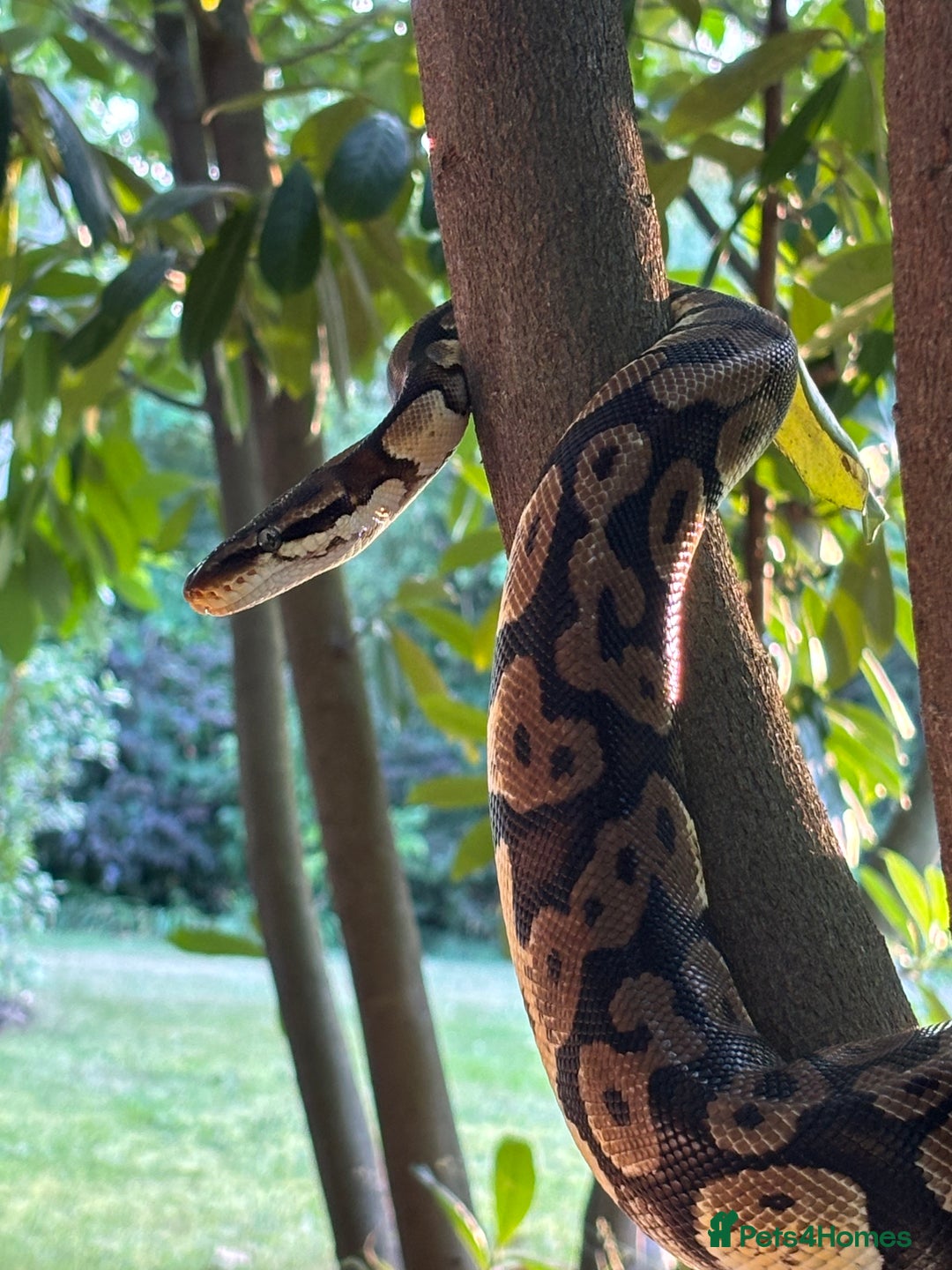 Python Snake reptiles for sale: Royal python with full setup - Advert 2