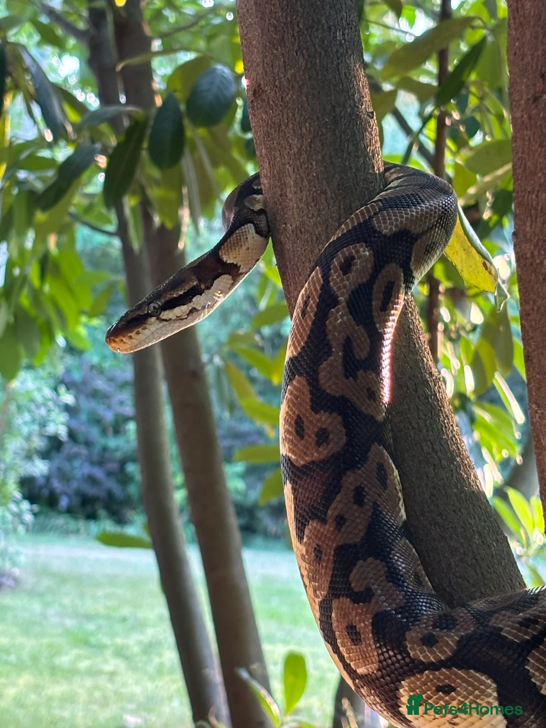 Python Snake reptiles for sale: Royal python with full setup - Advert 2