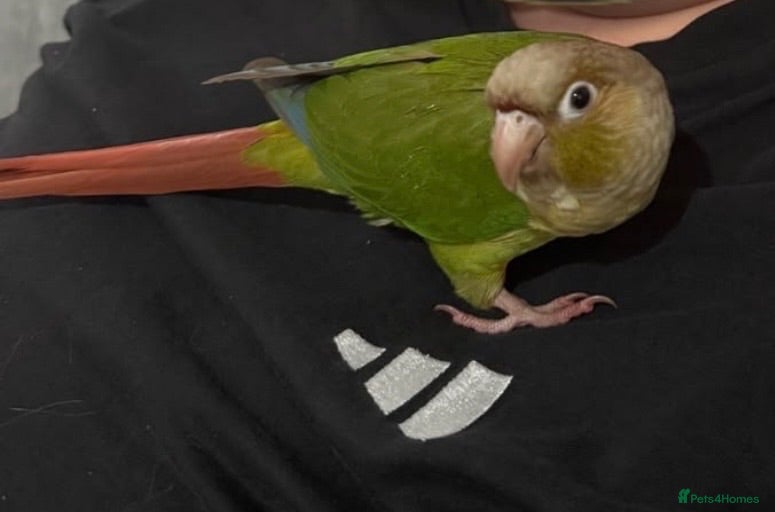 Conures birds 12 week old Green Cheek Conure  - Advert 1