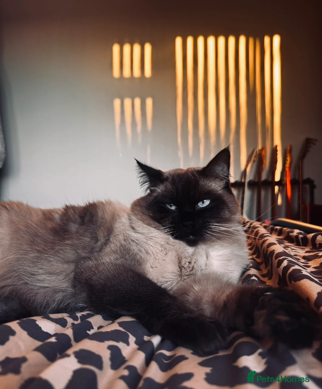 Ragdoll cats for sale: Seal point Ragdoll ‘Iggy’  - Advert 2