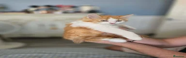 Ginger and white boy 2 